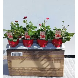 Strawberry - Fragaria ananassa RUBY ANN