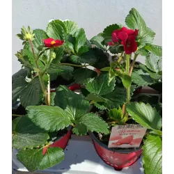 Strawberry - Fragaria ananassa RUBY ANN