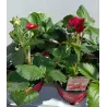 Strawberry - Fragaria ananassa RUBY ANN