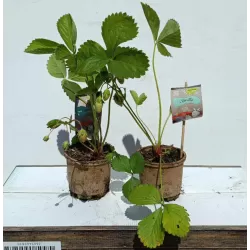 Braškė - Fragaria CIFLORETTE (labai ankstyva)