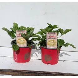 Wild strawberry - Fragaria vesca YELLOW WONDER