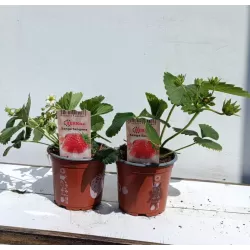 Strawberry - Fragaria x ananassa SENGA SENGANA (vasarinė)