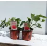 Strawberry - Fragaria x ananassa SENGA SENGANA (vasarinė)