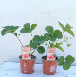 Braškė - Fragaria ananassa LAMBADA (ankstyva)