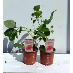 Strawberry - Fragaria x ananassa GORELLA