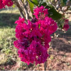 Užsisakyk augalus pavasariui jau dabar