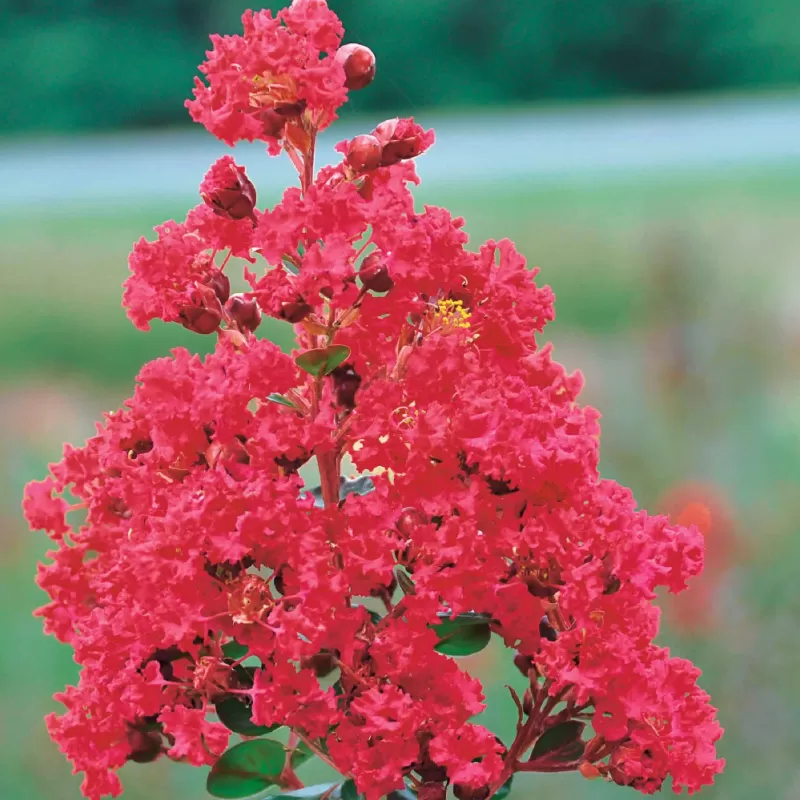 Užsisakyk augalus pavasariui jau dabar