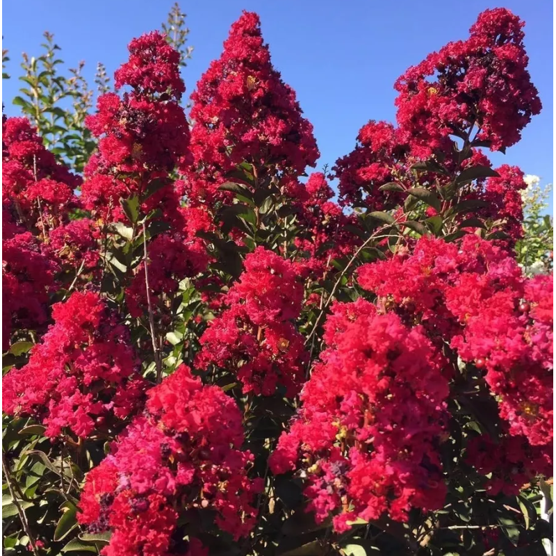 Lagerstroemia indica DOUBLE FEATURE