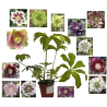 Eleboras - Helleborus Ellen Mix Double/Pretty