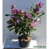 Rhododendron Rhododendronpark Graal Müritz