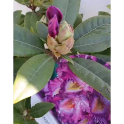 Rhododendron TAMARINDOS