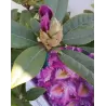 Rhododendron TAMARINDOS