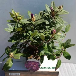 Rhododendron TAMARINDOS