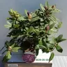 Rhododendron TAMARINDOS
