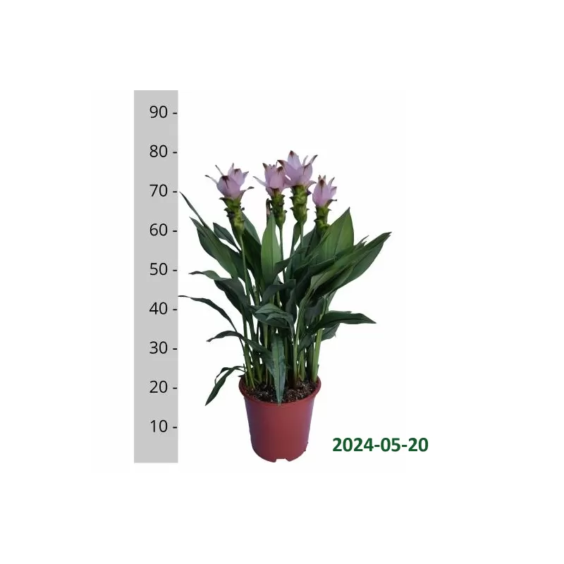 Curcuma alismatifolia Siam Swing