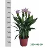 Curcuma alismatifolia Siam Swing