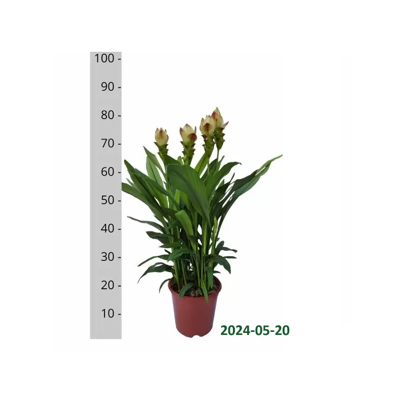 Curcuma alismatifolia Siam Solar