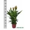 Curcuma alismatifolia Siam Solar