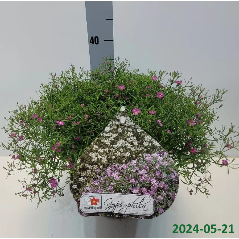 Gypsophyla muralis GYPSY ROSE