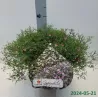 Gypsophyla muralis GYPSY ROSE