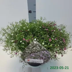 Gypsophyla muralis GYPSY ROSE + WHITE