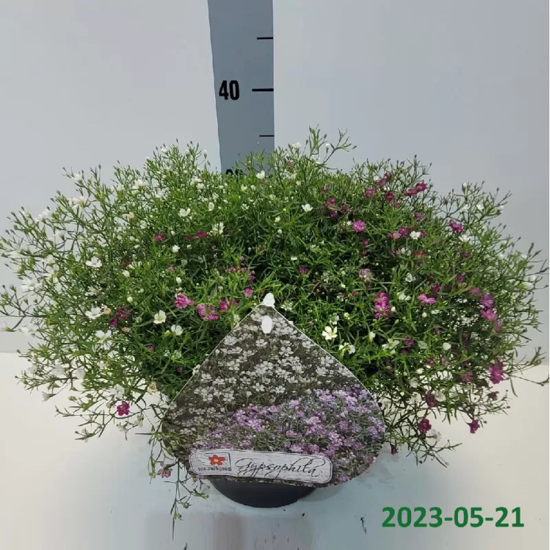 Gypsophyla muralis GYPSY ROSE + WHITE