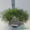 Gypsophyla muralis GYPSY ROSE + WHITE