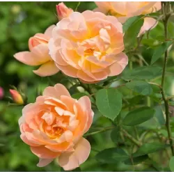 Rožė - Rosa THE LARK ASCENDING