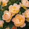 Rose - Rosa THE LARK ASCENDING