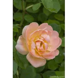 Rožė - Rosa THE LARK ASCENDING