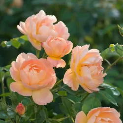 Rose - Rosa THE LARK ASCENDING