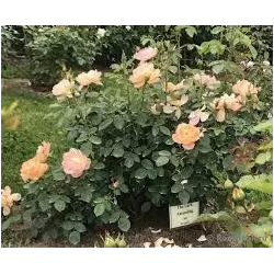 Rose - Rosa THE LARK ASCENDING