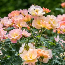 Rose - Rosa THE LARK ASCENDING