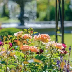 Rožė - Rosa THE LARK ASCENDING