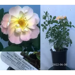 Rožė - Rosa THE LARK ASCENDING