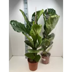 Lyralapis fikusas - Ficus lyrata