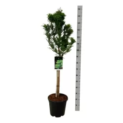 Taksodis - Taxodium distichum PEVE MINARET