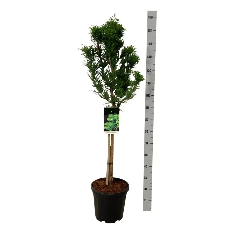 Taksodis - Taxodium distichum PEVE MINARET