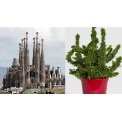 Vakarinė tuja - Thuja occidentalis SAGRADA