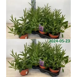 Užsisakyk augalus pavasariui jau dabar