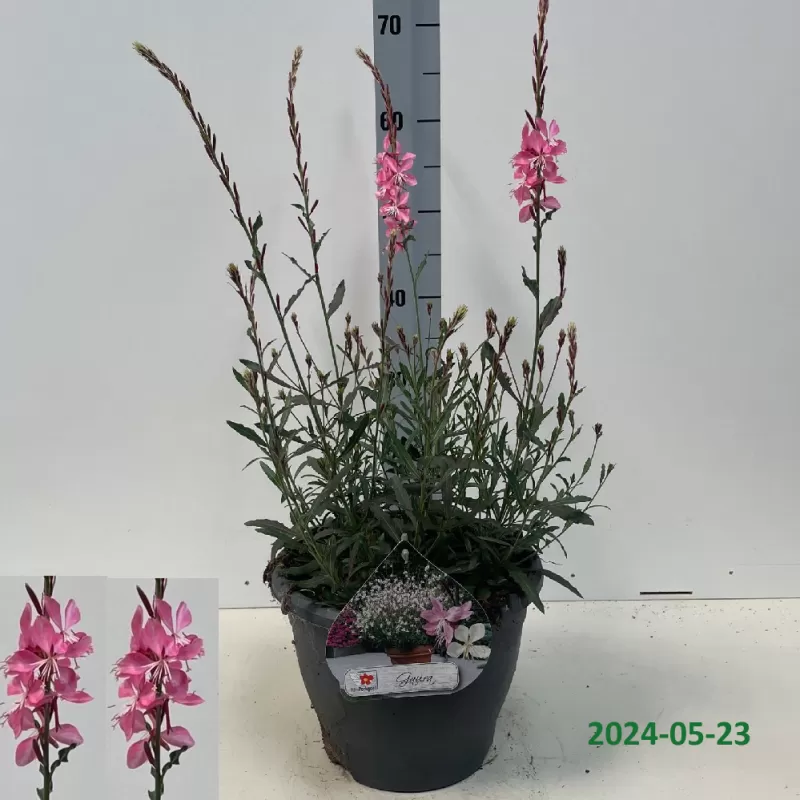 Gaura lindheimeri GEYSER PINK