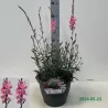 Gaurė - Gaura lindheimeri GEYSER PINK
