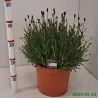 Tikroji levanda - Lavandula angustifolia AROMATICO BLUE