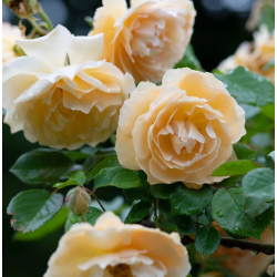 Rožė - Rosa BUFF BEAUTY