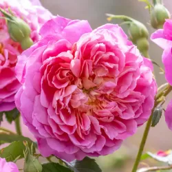 Rosa EMMA BRIDGEWATER