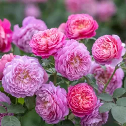 Rosa EMMA BRIDGEWATER