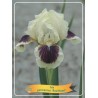 Iris germanica Red Heart P11 (užsakius iš rudens 8 vnt. + 2 vnt. dovanų)  balta/raudona