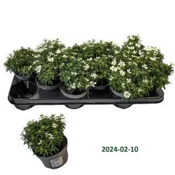 Visžalė rūdgrūdėlė - Iberis sempervirens SNOWFLAKE