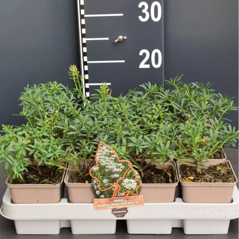 Visžalė rūdgrūdėlė - Iberis sempervirens SNOWFLAKE