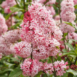 Syringa prestoniae MISS CANADA